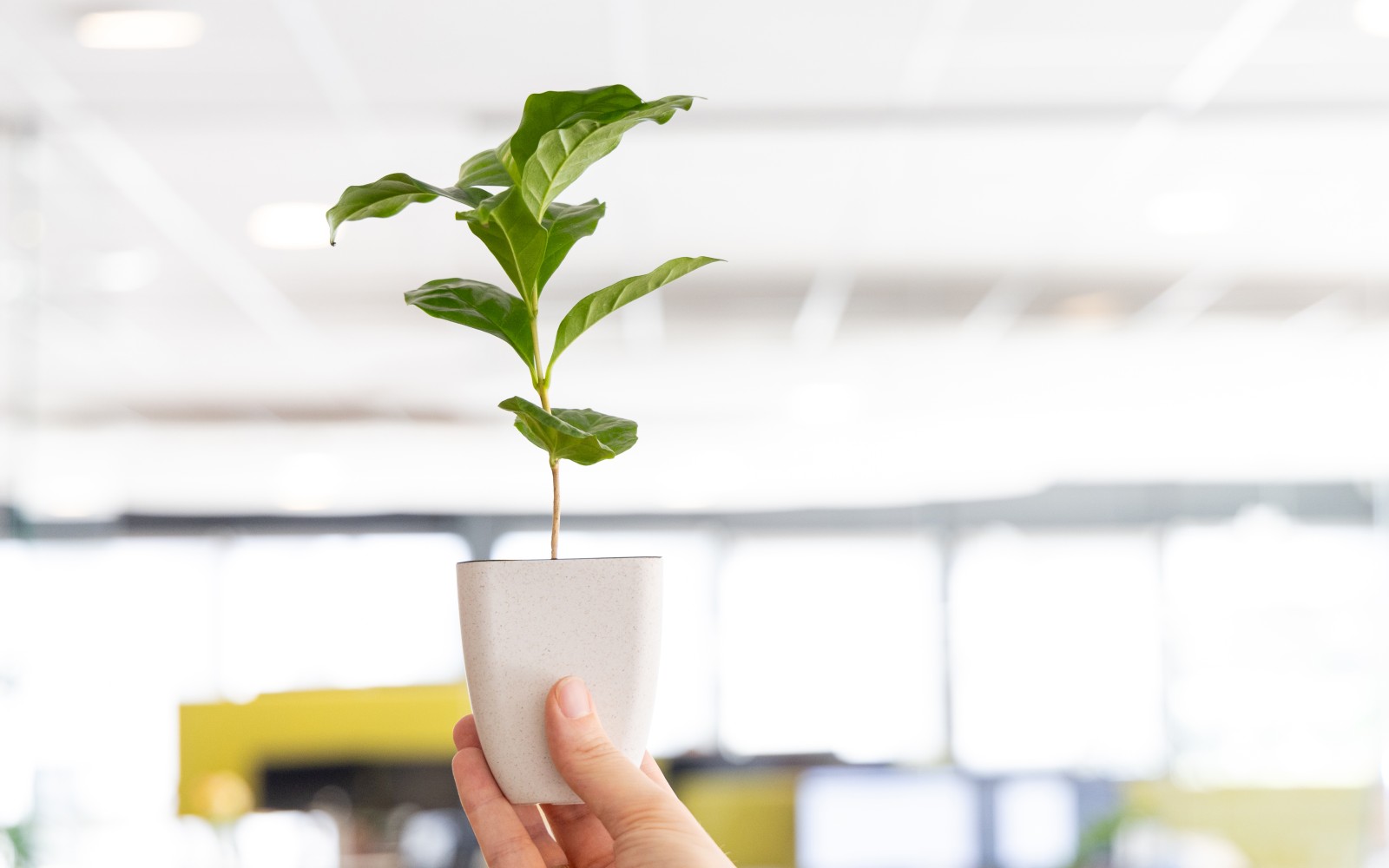 Baumgeschenk in Schachtel