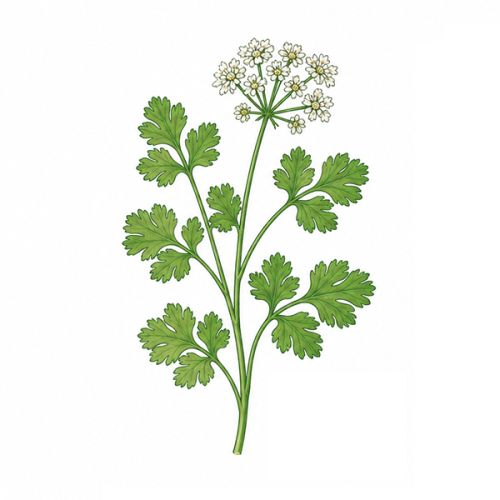 Sprout Samenbleistift - Bild 11